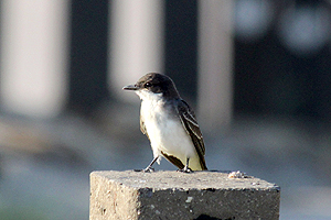 Eastern Kingbird